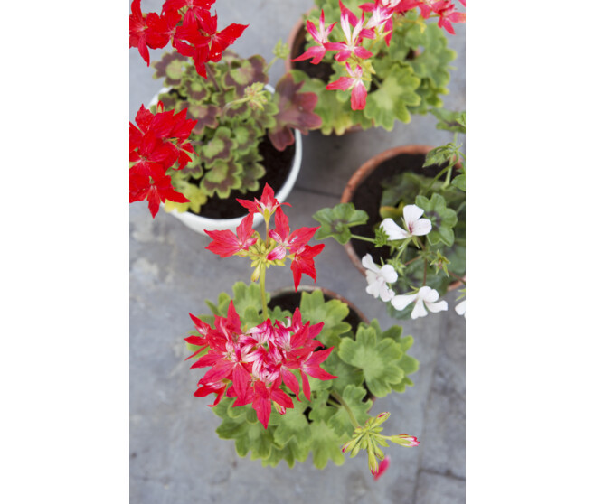 GERANIUM LIERRE SIMPLE BQ10 Horticash Ref 546292