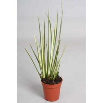 Cactus Mixtes - 10 Plantes - Pour la Maison/Bureau Plante en Pot :  : Jardin