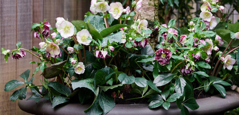 L’Hellébore, la plante du mois de Janvier