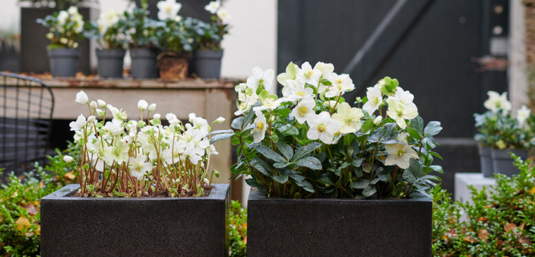 Les joyaux cachés de l'hiver : un hommage aux fleurs qui défient le froid