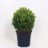 image BUXUS BOULE 20CM