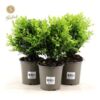 image BUXUS