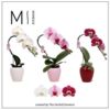 image PHALAENOPSIS 1BR CASCADE VARIE CERAM