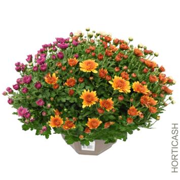 image CHRYSANTHEME MULTI 3COULEURS COUPE