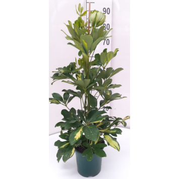 image SCHEFFLERA GOLD