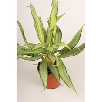 image AGLAONEMA WHITE LANCE