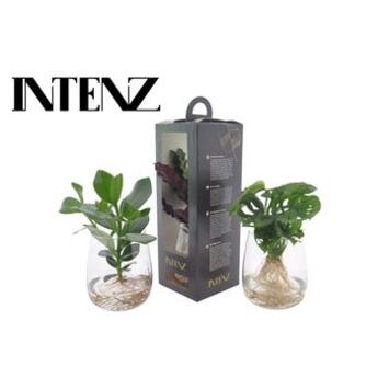 image PLANTES VERTES VERRE