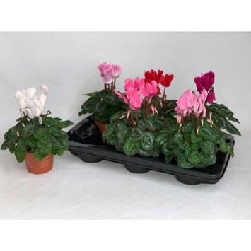 image CYCLAMEN ALLURE