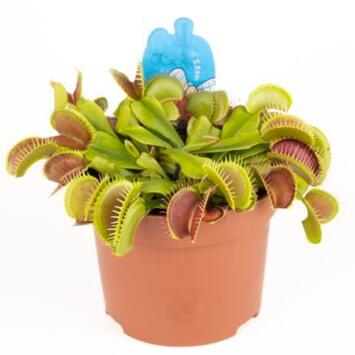 image DIONAEA