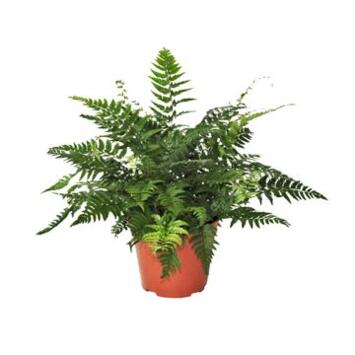 image ATHYRIUM SPICATUM