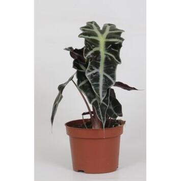 image ALOCASIA POLLY