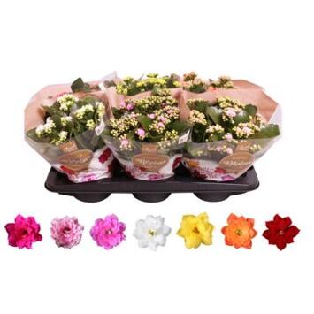 image KALANCHOE FL DBLE VARIES &