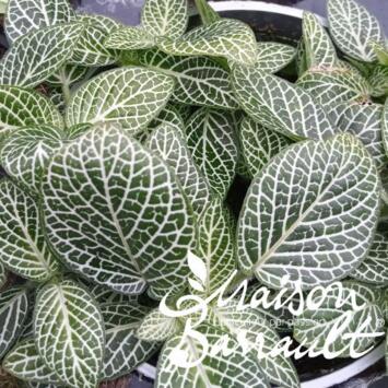 image FITTONIA