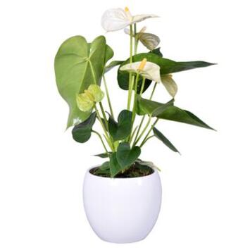 image ANTHURIUM ANDREANUM BLANC CERAM BOULE