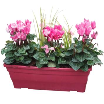 image CYCLAMEN MINI FEUILLAGE JARD