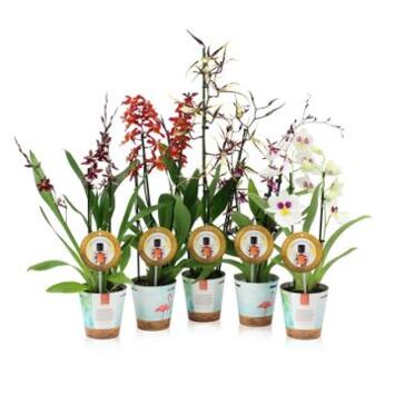 image ORCHIDEE 2BR ODORANT REINA