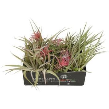 image TILLANDSIA