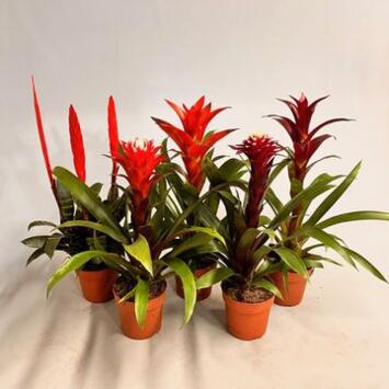 image BROMELIACEE VARIES