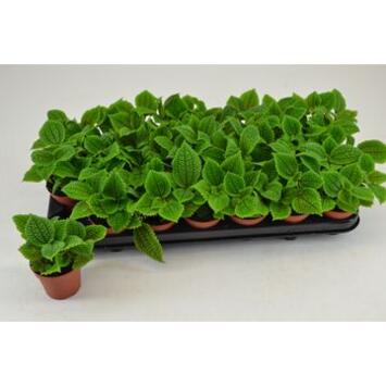 image PILEA ALUMI