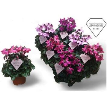 image CYCLAMEN PETTICOAT VARIE 20CM