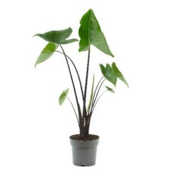 image ALOCASIA ZEBRINA