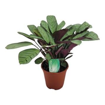 image CALATHEA AMAGRIS