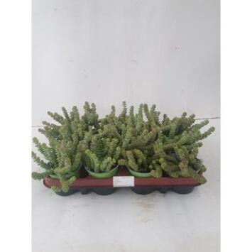 image CRASSULA MARNIERIANA