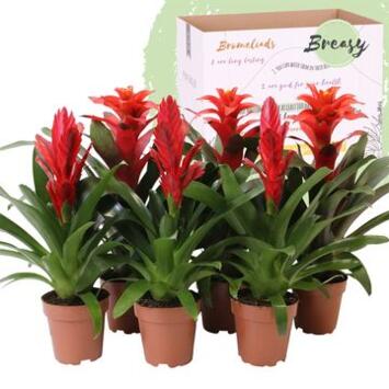 image BROMELIACEE ROUGE