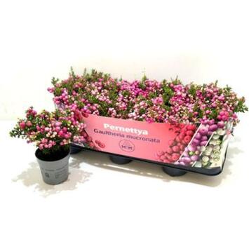 image GAULTHERIA PERNETTYA ROSE XXL