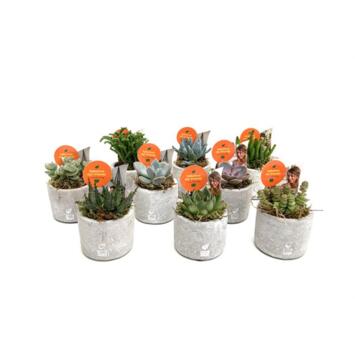 image SUCCULENTE P BETON