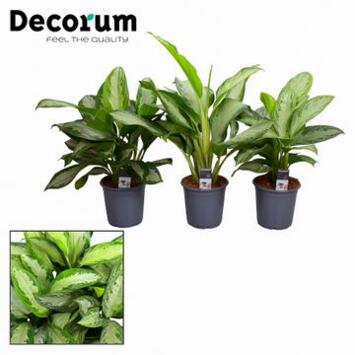 image AGLAONEMA VARIE