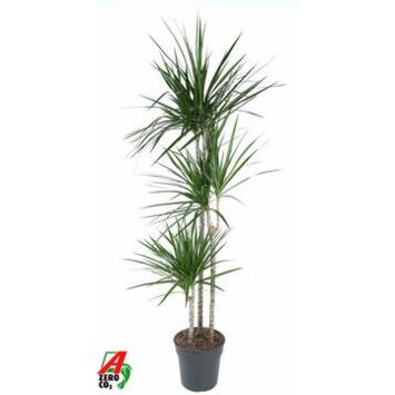 image DRACAENA MARGINATA  90-60-30