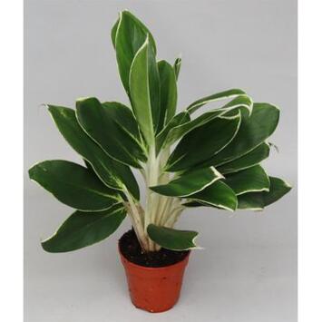 image AGLAONEMA WHITE LIME