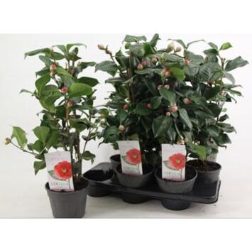 image CAMELLIA JAPONICA DR KING