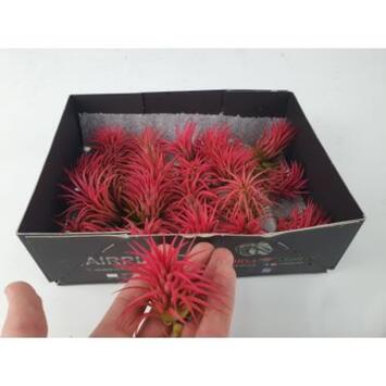 image TILLANDSIA IONANTHA RUBRA