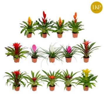 image BROMELIACEE VARIEE