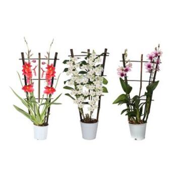 image ORCHIDEE 2BR PALISSE