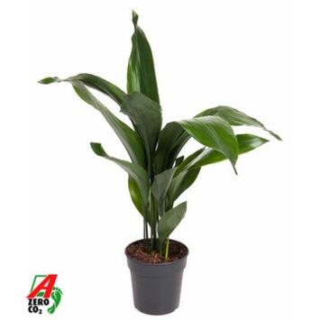 image ASPIDISTRA