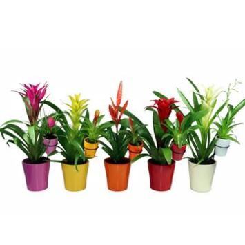 image BROMELIACEE MERE FILLE CERAM