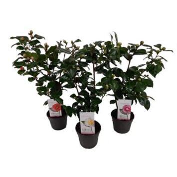 image CAMELLIA JAPONICA VARIE