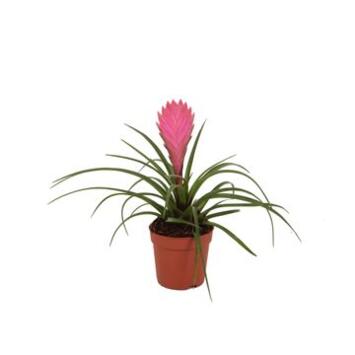 image TILLANDSIA CYANEA