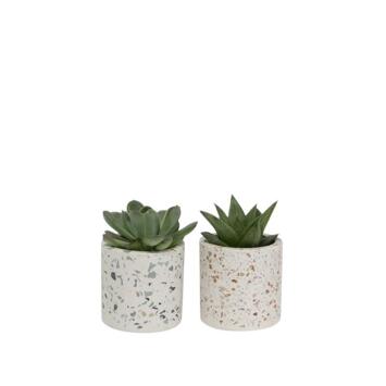 image SUCCULENTE VARIEES CERAM