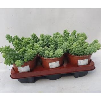 image SEDUM BURITTO