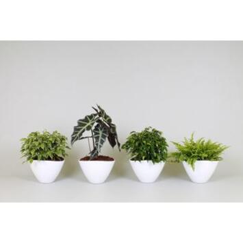 image PLANTES VERTES COUPE CERAM