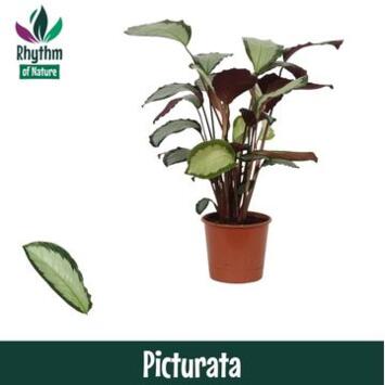 image CALATHEA ARGENTEA