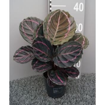 image CALATHEA DOTTIE