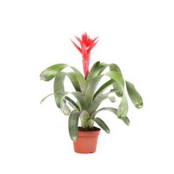 image BILBERGIA MOHICAN ROUGE