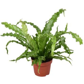 image ASPLENIUM OSAKA