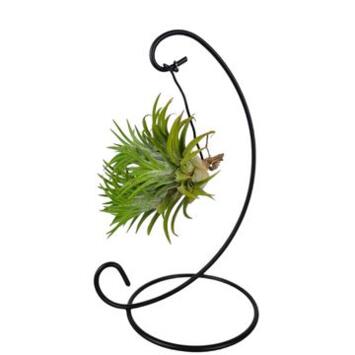 image TILLANDSIA METAL SUSP