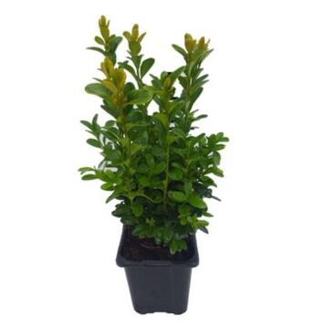 image BUXUS SEMPERVIRENS